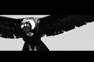 Misticia  Presenta  «Mallku» OFFICIAL VIDEO